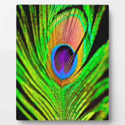 Neon Colors Peacock Feather Plaque
