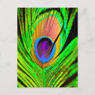 Neon Colors Peacock Feather Postcard