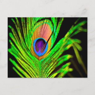 Neon Colors Peacock Feather Postcard