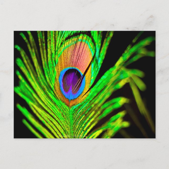 Neon Colors Peacock Feather Postcard (Front)