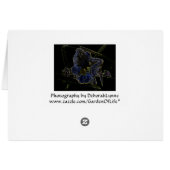 Neon Glow Daylily Flower Cards (Back Horizontal)