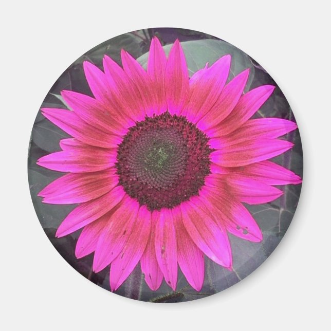 Neon Pink Sunflower Magnet (Front)