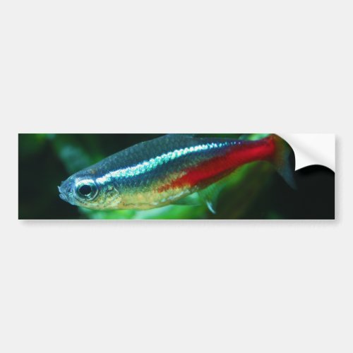 Neon Tetra Fish Paracheirodon Innesi Bumper Sticker