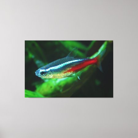 Neon Tetra Fish Paracheirodon Innesi Canvas Print