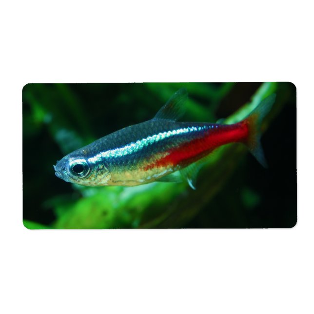 Neon Tetra Fish Paracheirodon Innesi Label (Front)