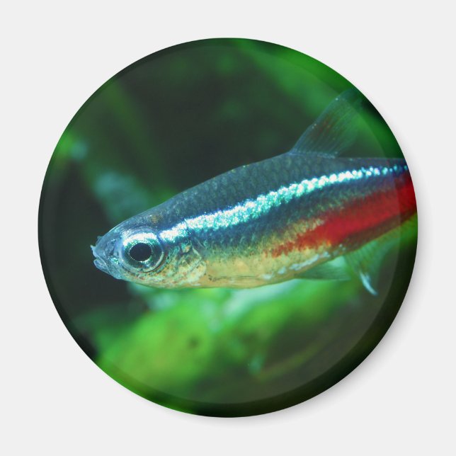 Neon Tetra Fish Paracheirodon Innesi Magnet (Front)