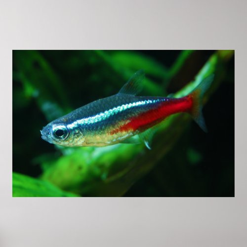 Neon Tetra Fish Paracheirodon Innesi Poster