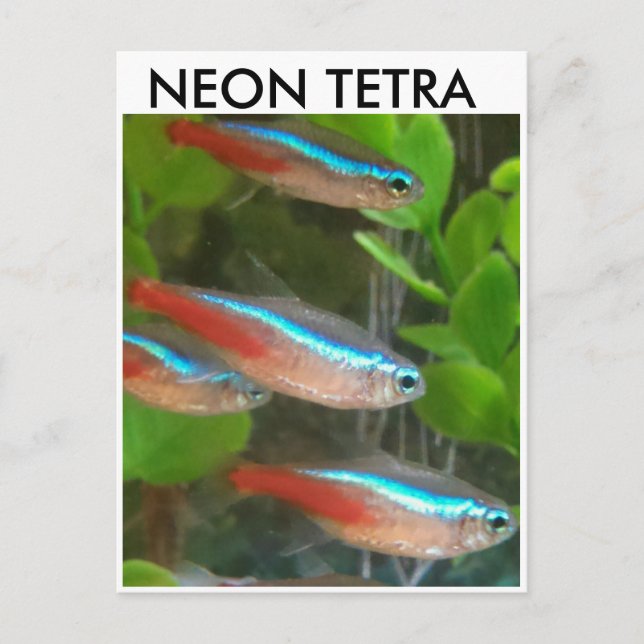 Neon Tetra fish postcard (Front)