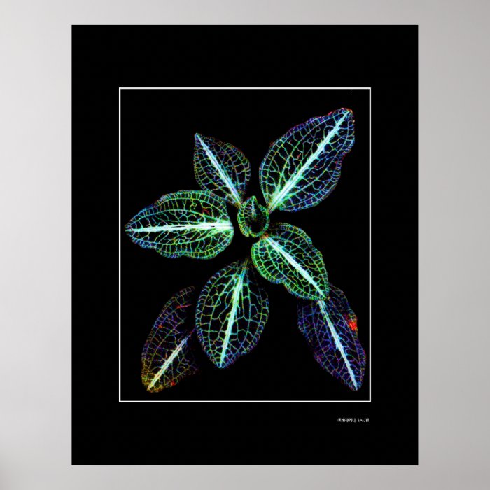 Neon Weed Posters