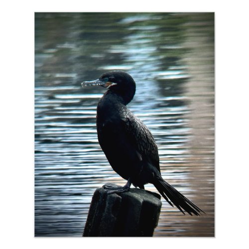 Neotropic Cormorant Photo Print