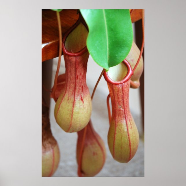 Nepenthes Dangling Poster (Front)
