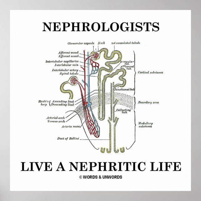 Nephrologists Live A Nephritic Life (Nephron) Poster (Front)