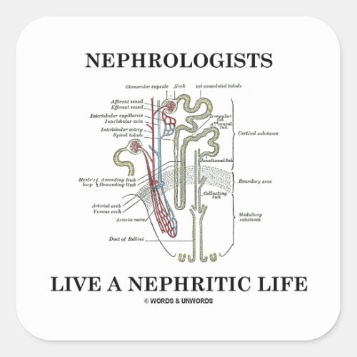 Nephrologists Live A Nephritic Life Nephron Square Sticker