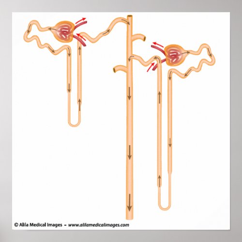 Nephron anatomy poster