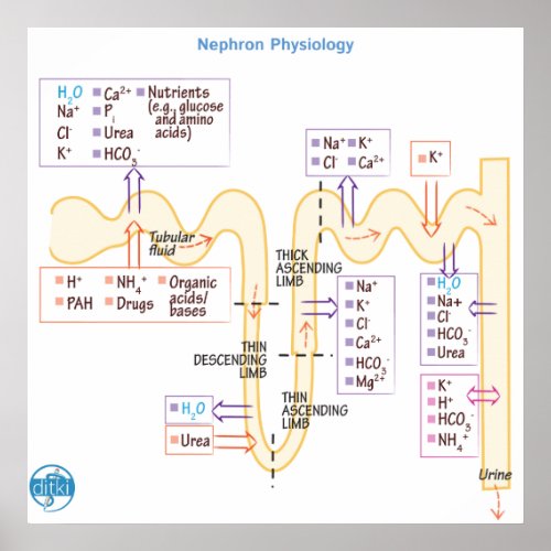Nephron Physiology Poster