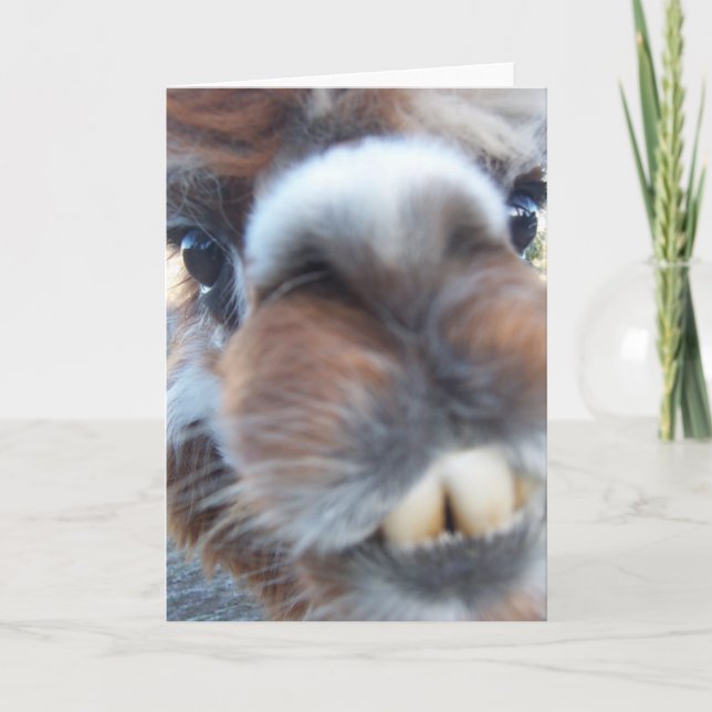 Nerdy Llama Card (Front)
