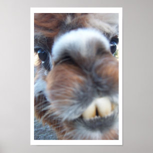 Nerdy Llama Poster