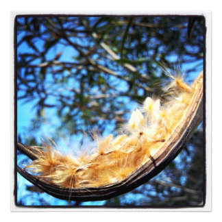 Nerium Oleander Seed Pod Color Photo Print