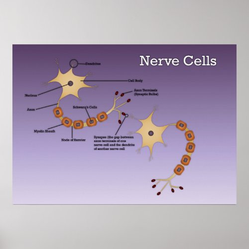 Nerve Cells Diagram Poster
