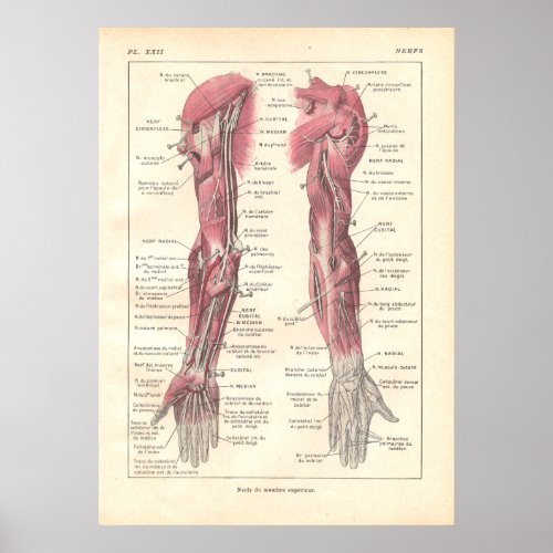 Nerves of the Arms Anatomy Poster in French