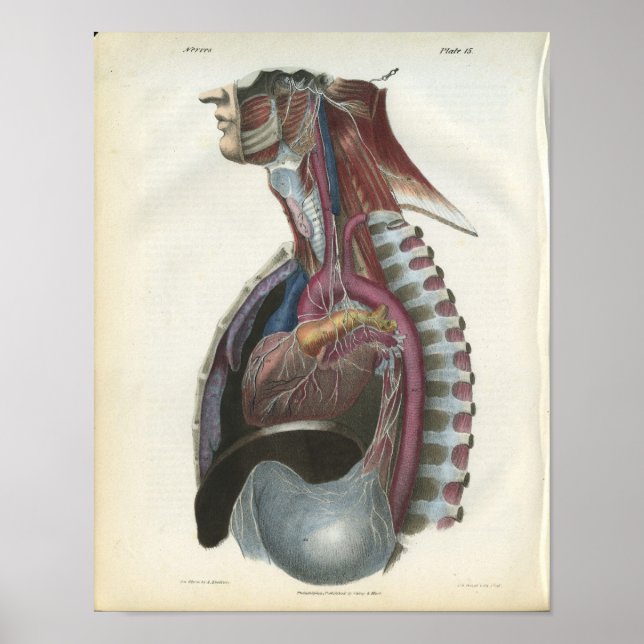 Nerves of the Chest Anatomy Print (Front)