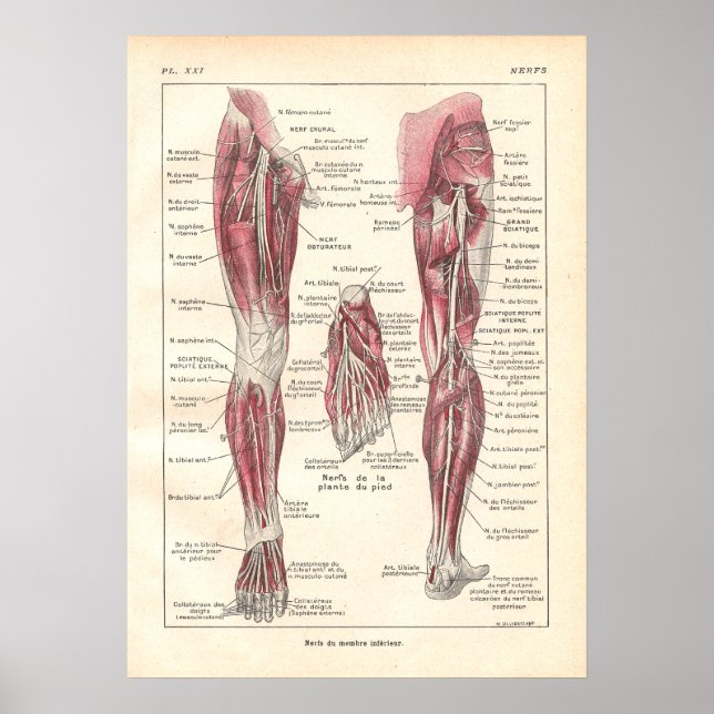 Nerves of the Legs Anatomy Poster in French (Front)