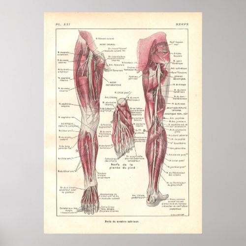 Nerves of the Legs Anatomy Poster in French