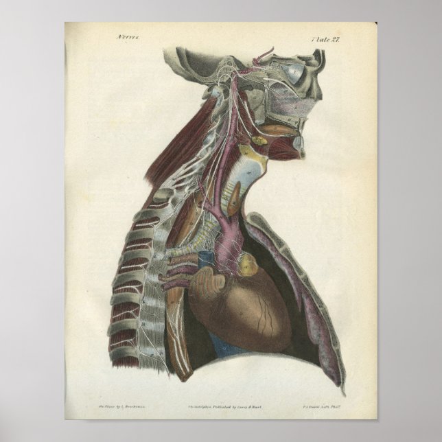 Nerves of the Neck Anatomy Print (Front)