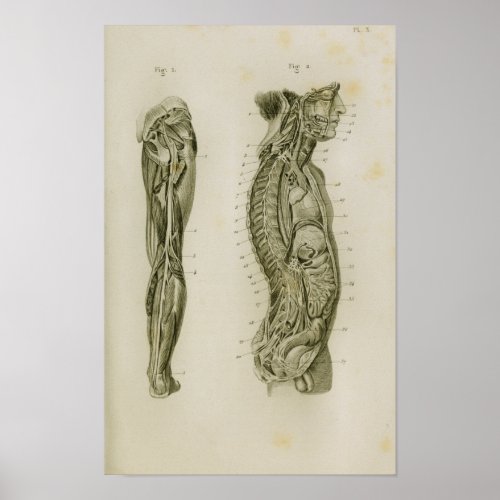 Nervous System Body Legs Vintage Anatomy Print