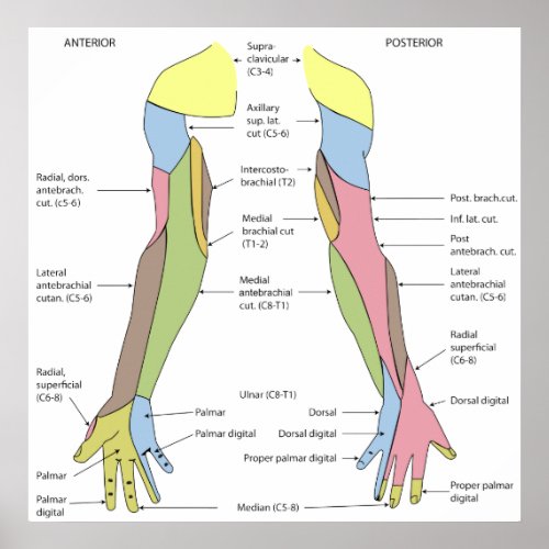 Nervous System Cutaneous Innervation Right Limb Poster
