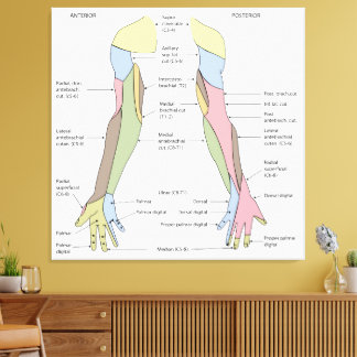 Nervous System cutaneous innervation upper limb Canvas Print