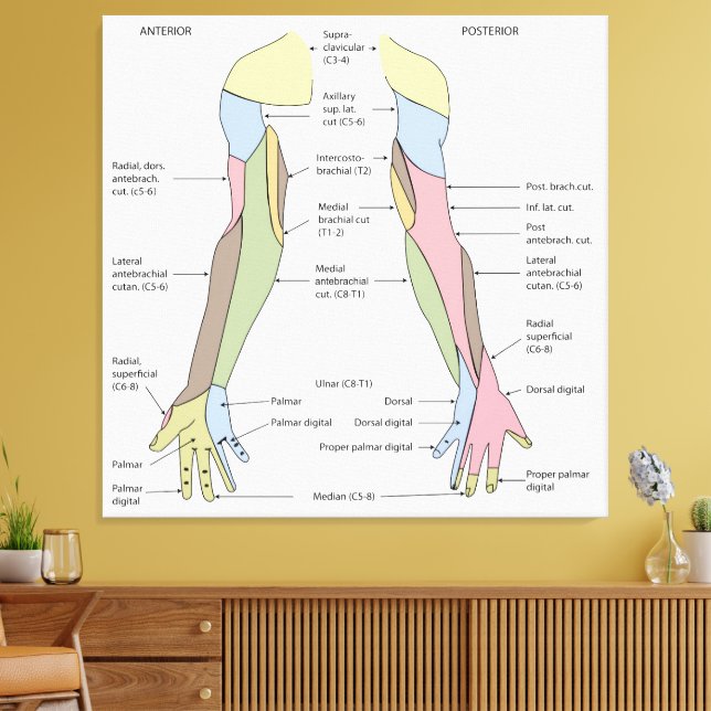 Nervous System cutaneous innervation upper limb Canvas Print (Insitu(LivingRoom))
