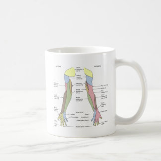 Nervous System cutaneous innervation upper limb  Coffee Mug