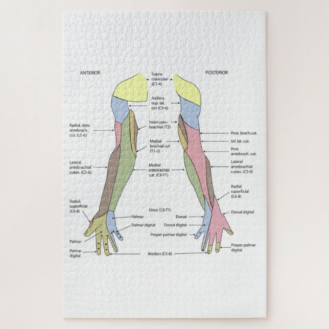 Nervous System cutaneous innervation upper limb Jigsaw Puzzle (Vertical)