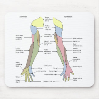 Nervous System cutaneous innervation upper limb Mouse Pad