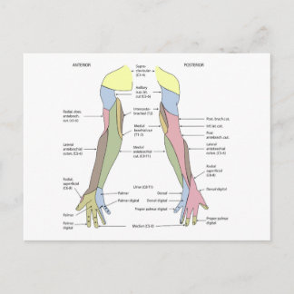 Nervous System cutaneous innervation upper limb Postcard