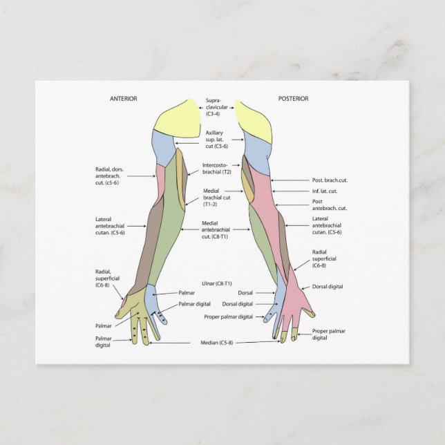 Nervous System cutaneous innervation upper limb Postcard (Front)