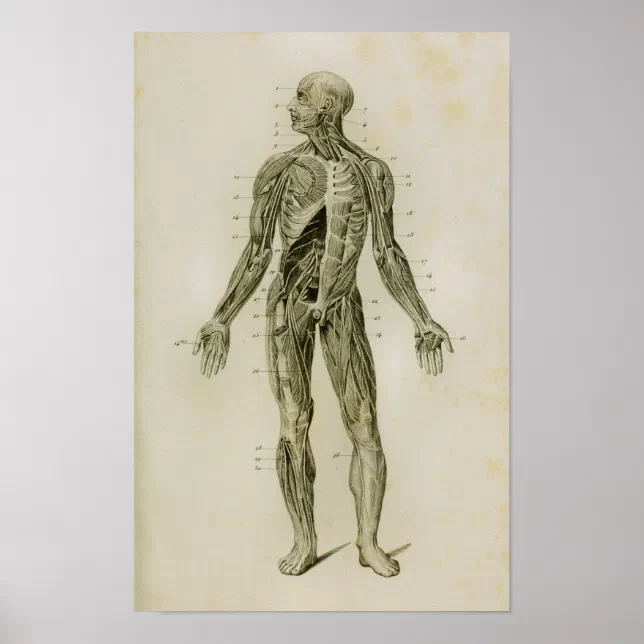 Nervous System Human Vintage Anatomy Print | Zazzle