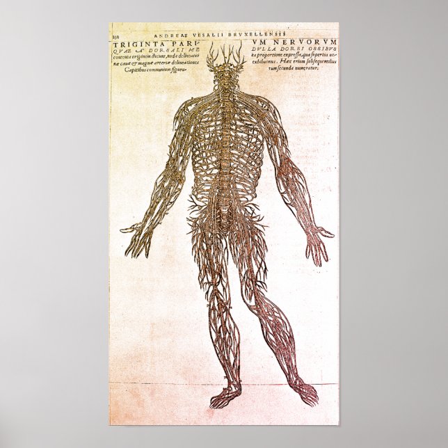 Nervous System Scientific Illustration Poster (Front)