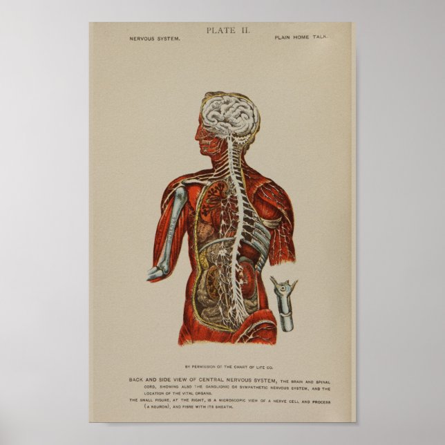 Nervous System Spinal Cord Nerves Anatomy Print (Front)