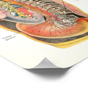 thumbnail image 2 of Spinal Nerves Anatomical Poster LAMINATED Spine & Cranial Nervous System 18x27 | #4594954162 2 of 10