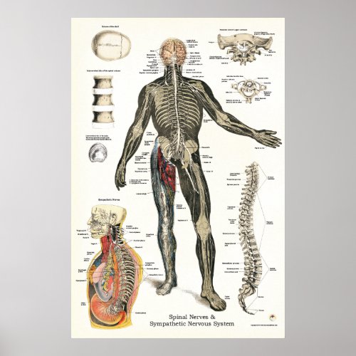 Nervous System Spinal Nerves Chiropractic 24 X 36 Poster