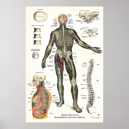 Nervous System Spinal Nerves Chiropractic 24 X 36 Poster | Zazzle