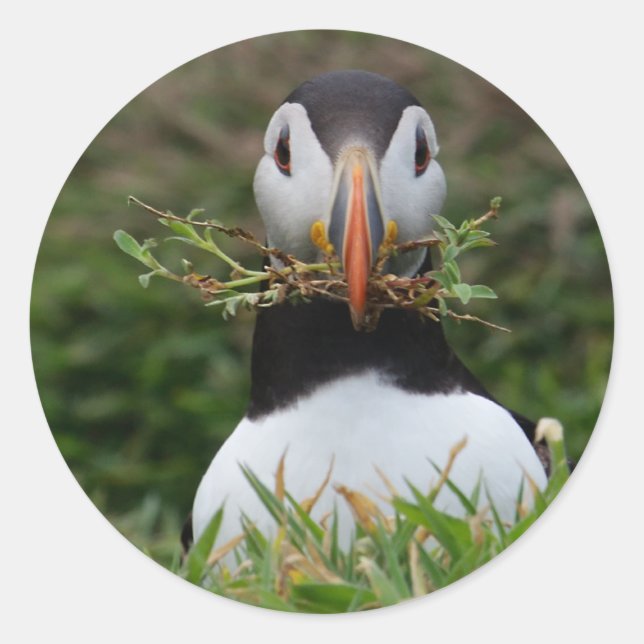 Nest Builder Puffin Classic Round Sticker (Front)