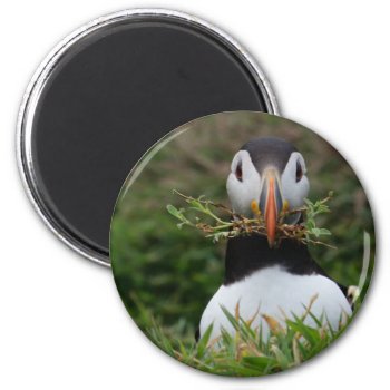 Nest Builder Puffin Magnet by Welshpixels at Zazzle