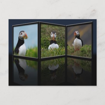Nest Building Puffin Postcard by Welshpixels at Zazzle