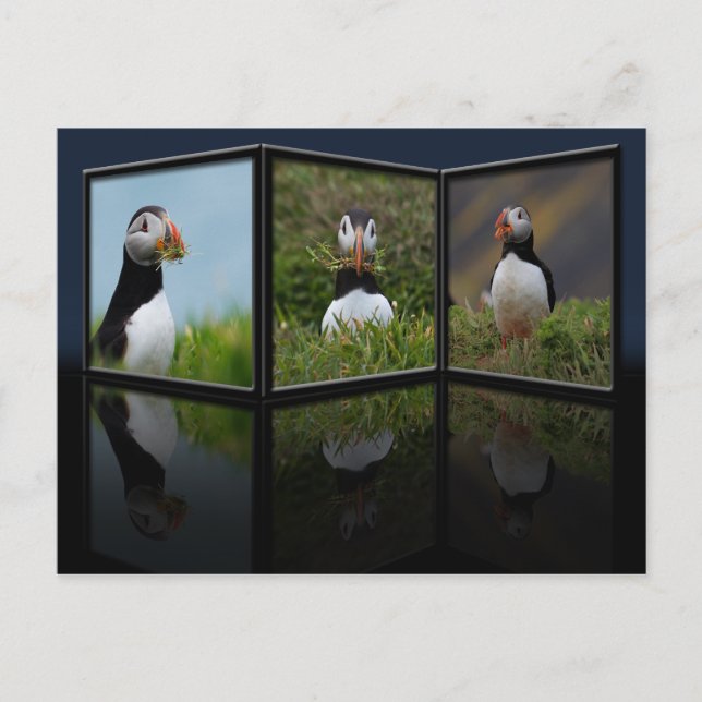 Nest Building Puffin Postcard (Front)