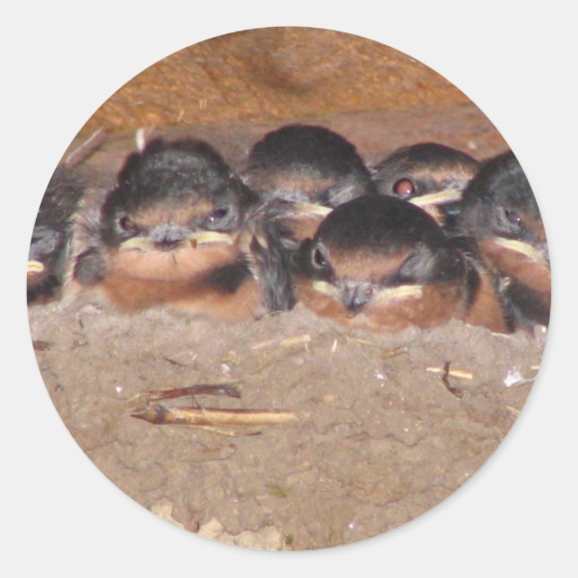 Nest full of baby barn swollows classic round sticker (Front)