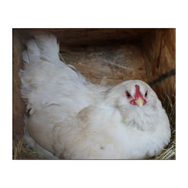 Nesting Ameraucana Acrylic Print (Front)