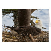 Nesting Bald Eagle (Front Horizontal)